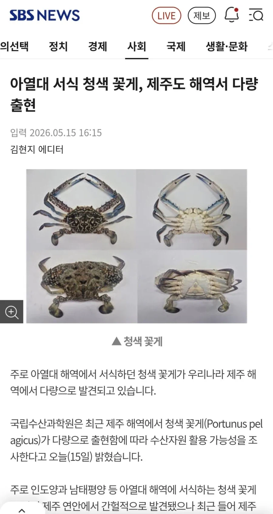 최근 제주도에서 나타난다는 청색꽃게.jpg_1.webp
