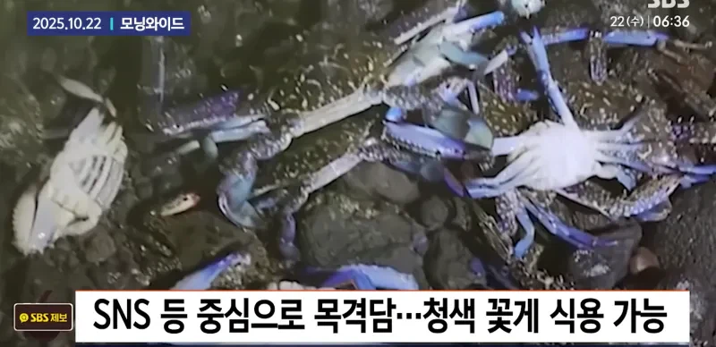 최근 제주도에서 나타난다는 청색꽃게.jpg_4.webp