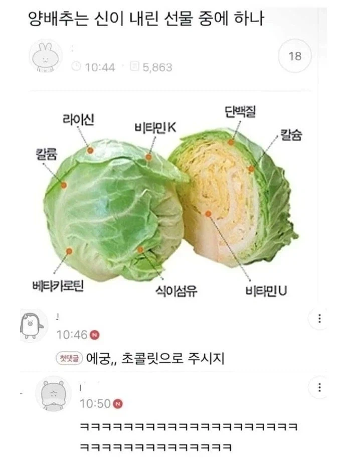 양배추는 신이 내린 선물임