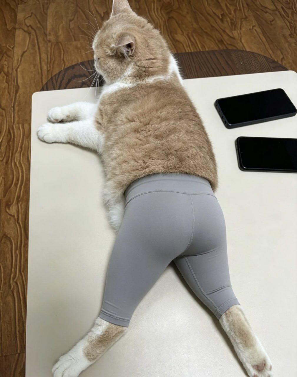 고양이 레깅스핏